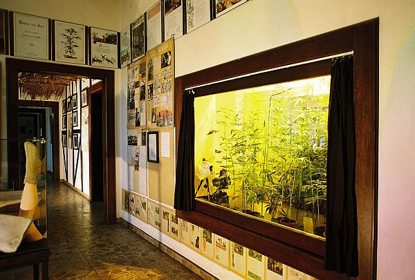 Blick in die Ausstellung, Blick auf die Hanfpflanzen Vitrine im Hanf Museum Berlin